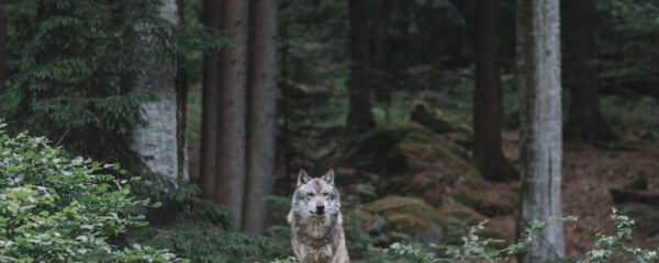 parcs animaliers