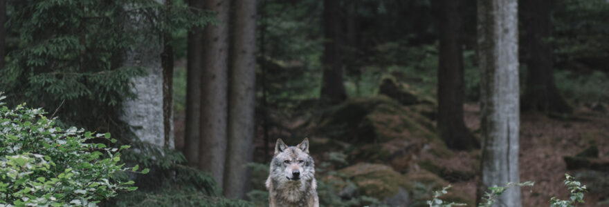 parcs animaliers